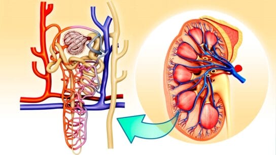 Kidney and nephron